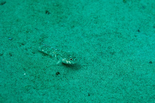 Prerow Coast, Darss, Mecklenburg-Vorpommern, Baltic Sea
A well camouflaged Painted goby (Pomatoschistus pictus) on sandy ground in shallow waters in the national park Darss near Prerow,<br />underwater, underwater photo, dmm, archaeomare, fish, Gobiidae, camouflage, 
Küste - Strand, Meer/Ozean, See, Fauna - Fische, Biota - marin
Archaeomare e.V. / Thomas Foerster